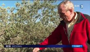 France : la production d'huile d'olive s'annonce faible