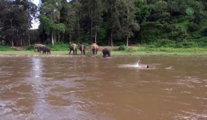 En Thaïlande, un éléphant porte secours à un homme qui se noye
