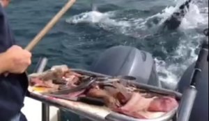 Se défendre contre un Requin blanc avec un Balai ! Bravo les pêcheurs