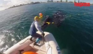 Un bébé baleine est pris au piège dans un filet anti-requins