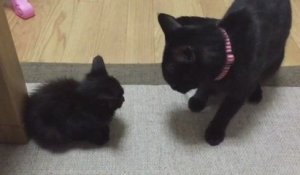 Un Veto Retire Des Larves De Mouche De La Peau D Un Chaton Sur Orange Videos