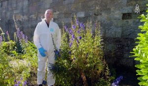 Cette dame de 58 ans a créé un jardin comportant des fleurs qui tueront atrocement celui qui y touchera