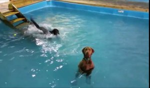 La première piscine canine de Belgique vient d'être inaugurée à Charleroi