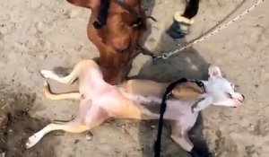 Ce chien se fait masser... par un cheval!!!