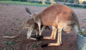 Ce bébé Kangourou rentre dans la poche de sa mère, il est pas un peu grand?!