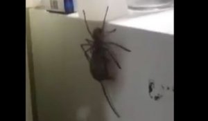 Une grosse araignée avec une souris dans la gueule