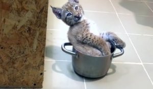 Un bébé lynx sibérien comme animal de compagnie ?