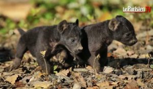 Au zoo de Thoiry, les bébés de la hyène Shenzi sont nés… et se portent à merveille !