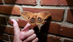 Ce papillon géant à l'air bien posé sur son doigt