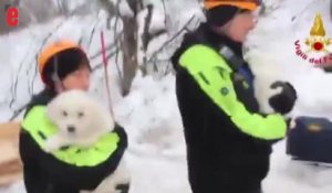 Avalanche en Italie: trois chiots retrouvés sains et saufs sous les décombres