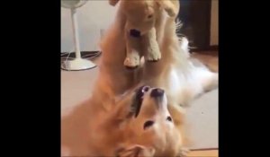 Ce chien joue avec son doudou, un chien en peluche Adorable