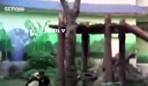 Un panda se bat avec un homme qui s'est faufilé dans son enclos