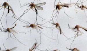 C'est notre planète - Zika : le Brésil lâche des moustiques mutants pour vaincre le virus