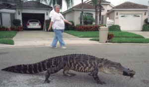 Les alligators de Floride