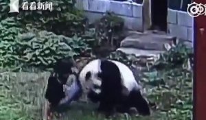 Un homme s'introduit dans l'enclos d'un panda pour le réveiller