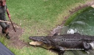 Il fait sortir un crocodile de l'eau pour faire sa demande en mariage