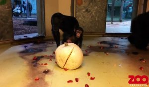La réaction des chimpanzés face à une citrouille !