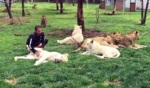 Un léopard est sur le point d'attaquer un homme, la réaction du tigre est géniale