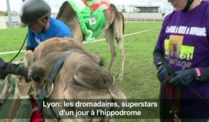 Lyon: les dromadaires, superstars d'un jour à l'hippodrome