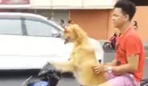 Un chien conduit un scooter avec son maître derrière lui.