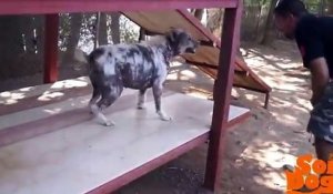La réaction d'un chien enfin adopté après avoir passé la moitié de sa vie dans un refuge !