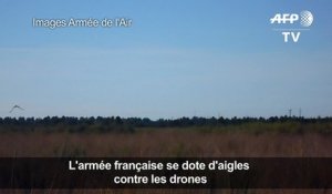L'armée se dote d'aigles contre les drones