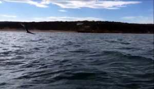 Un requin accroché par un pêcheur saute hors de l'eau !