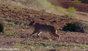 Une lionne essaie d’arrêter une girafe