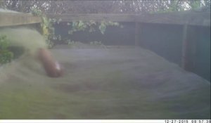 Un furet s'éclate sur le trampoline dans un jardin la nuit !