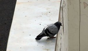 Suicide d'un pigeon débile... Ahaha