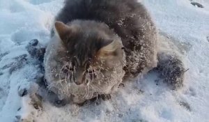 Un pauvre chat gelé au sol secouru par un couple Russe