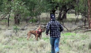 Un homme met un coup de poing à un kangourou