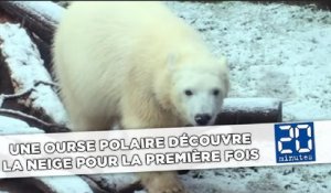 Une ourse polaire découvre la neige pour la première fois