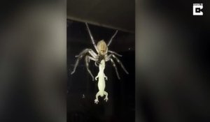 Une énorme araignée mange un lézard entier