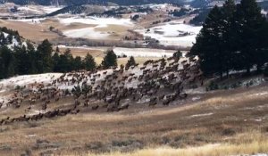 Un troupeau de centaines de rennes du père noel !