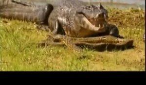 Anacondas et caïmans : Duel au coeur du marais - extrait