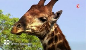 Girafes : risque d'extinction