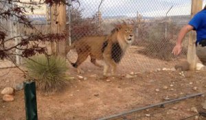 Ne jamais montrer à un lion qu'on a peur