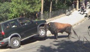 Ce taureau encorne démoli un 4x4