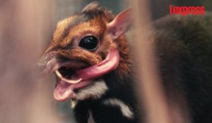 Un cerf souris naît pour la première fois en Angleterre