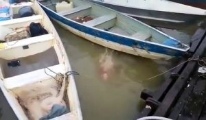 Des touristes vont être impressionnés lorsqu'ils jettent de la viande dans une rivière !