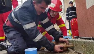 Un pompier fait du bouche-à-bouche à un chien pour le sauver