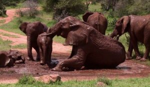 L'Homme prendrait-il enfin au sérieux le massacre des éléphants?