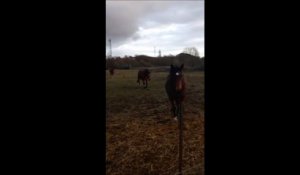 Ardennes : trois chevaux en manque de soin ont pu être sauvés