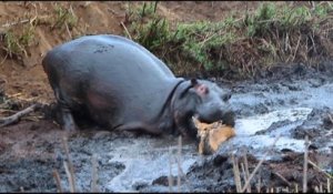 Un hippopotame sauve et tue une antilope