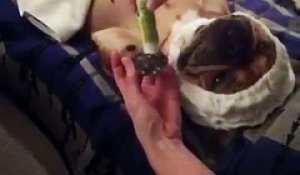 Ce chien adore les soins du corps et les massages