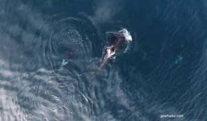 Des orques attaquent et dévorent un requin vivant