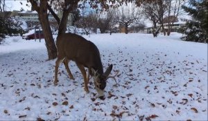 Il filme un faon avec un drone dans son jardin ! Bambi à noel