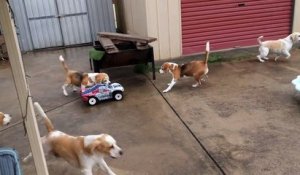 Rendre fou des bébés chiens Beagle avec une voiture télécommandée