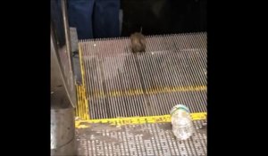 Ce rat essaye de prendre l'escalator dans le sens inverse